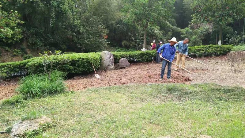 屋顶绿化佛甲草：选择与养护的关键要点