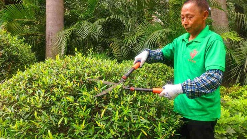 花卉租摆按盆还是按年收费