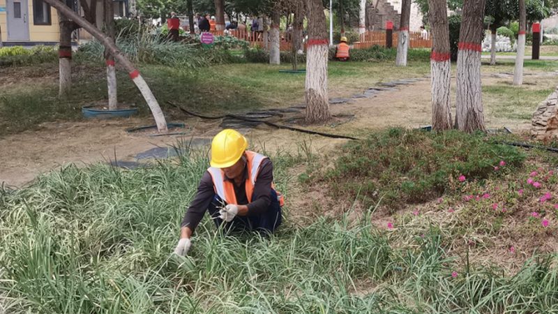 花卉租摆价格表尺寸分类